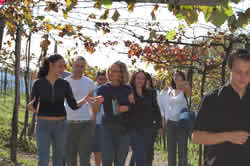 Tour of Vineyard